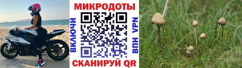 Галлюциногенные грибы Psilocybe  Советский 